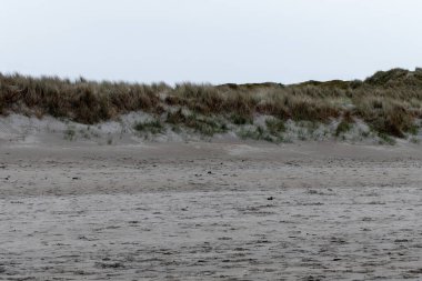Thickets of thick dried grasses on the sandy seashore under a cloudy sky. Coastal vegetation, landscape, grass on sand.