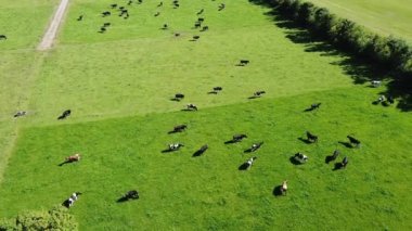 A herd of cows graze on a large fenced farm field. Cattle on free grazing. Livestock farm. Cows in a green meadow, top view.