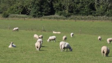 A flock of sheep graze on a fenced farmer's field on a sunny summer day. Agricultural landscape. Animal husbandry, sheep grazing.