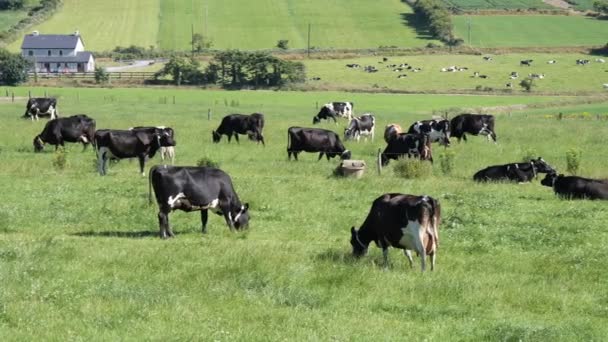 Several Cows Graze Farmer Field Green Grass Pasture One Black — Stok Video