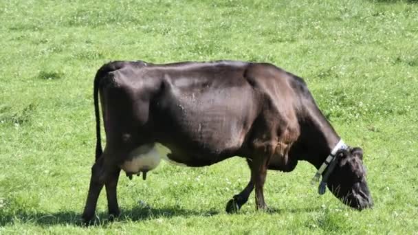 One Big Black Cow Eating Green Grass Farmers Pasture Cattle — Vídeos de Stock