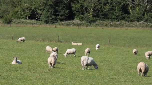 Flock Sheep Graze Fenced Farmer Field Sunny Summer Day Agricultural — Stok Video