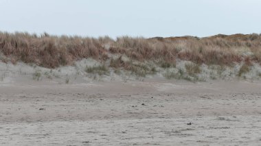 Thickets of dried grasses on the sandy seashore under a cloudy sky. Coastal vegetation, landscape, grass on sand.