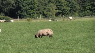 A small fluffy sheep is grazing in a green meadow. Farmer's field and sheep. Livestock farming, landscape.