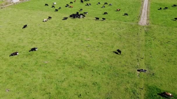 Herd Cows Grazing Green Meadow Sunny Summer Day Livestock Farm — Αρχείο Βίντεο