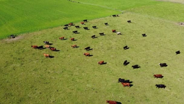 Herd Graze Large Fenced Farm Field Cattle Free Grazing Livestock — Vídeos de Stock