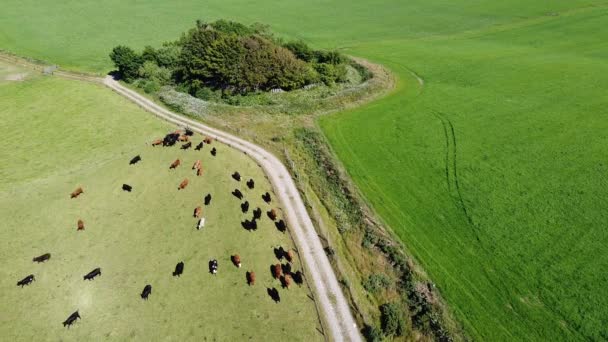 Cows Green Meadow Sunny Summer Day Top View Cows Running — Stockvideo