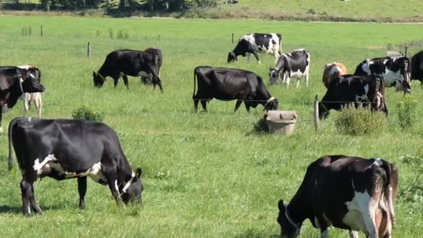 Several Cows Farmers Field Green Grass Pasture One Black Cow — Stockvideo