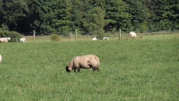 Small Fluffy Sheep Grazing Green Meadow Farmer Field Sheep Livestock — Vídeo de Stock