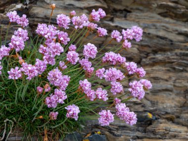 Small flowers growing on the stones. A beautiful plant. Wildflowers close-up.