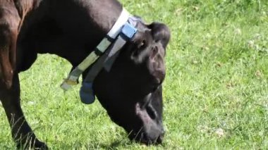 Single black cow eats grass on a farm field on a sunny summer day. Cattle in the pasture. Cow chewing, close-up.