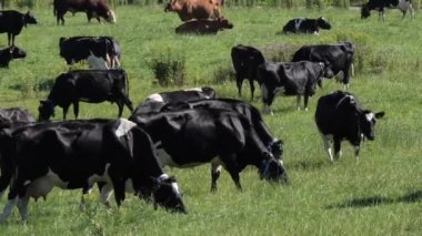 Several black cows graze on a green meadow. Livestock farm. Cows on free grazing. Cattle eat grass in the pasture.
