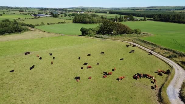 Cows Grazing Green Farmer Field Top View Cattle Grass Pasture — Stock Video