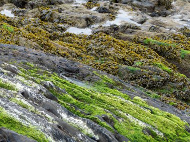Coastal wet rocks are covered with algae and moss.