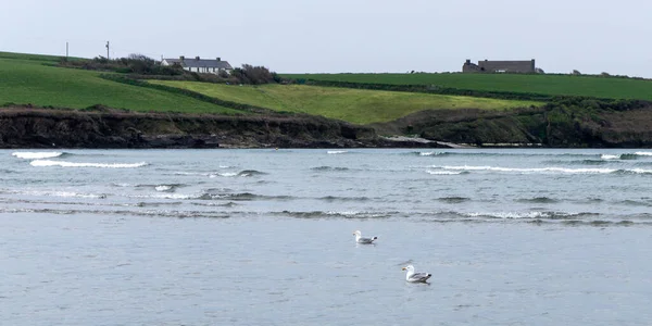Two Birds Swimming Sea Green Hills Coast Distance Seaside Landscape — Zdjęcie stockowe