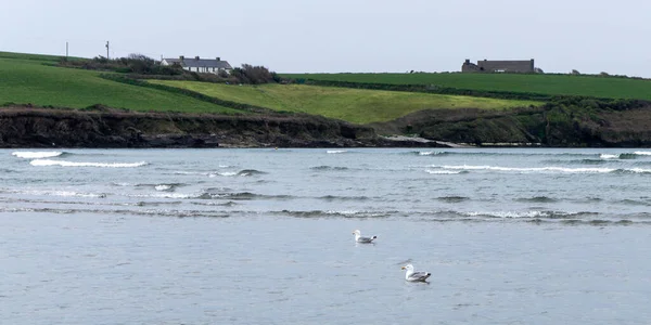 Two Birds Swimming Sea Green Hills Coast Distance Seaside Landscape — 图库照片