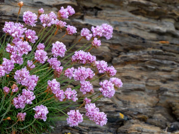 Small Flowers Stones Beautiful Plant Wildflowers Close —  Fotos de Stock