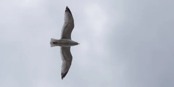 One Seagull Flying Cloudy Sky Overcast Gray Sky White Bird — Foto Stock