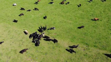 A herd onear a drinking trough on a green field. Cattle on the pasture. Livestock farm, top view. Cows at the watering hole.