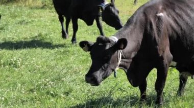 black cow eats grass on a farm field on a sunny summer day. Cattle in the pasture. Cow chewing.