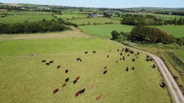 Herd Cows Frolic Green Meadow Sunny Summer Day Top View — Stock video