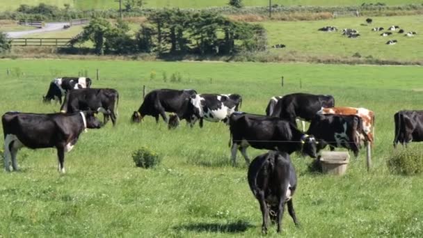 Several Black White Cows Graze Green Meadow Livestock Farm Cows — Video Stock