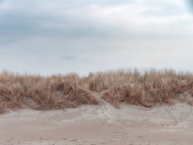 Kıyıdaki çalılıklar bulutlu bir gökyüzünün altında. Kıyı bitkileri, manzara, kumdaki çimenler..