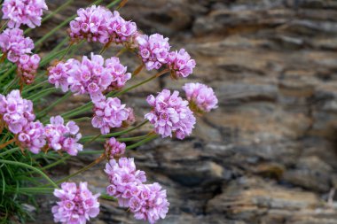 Küçük çiçekler, taşlar. Güzel bir bitki. Yaban çiçekleri yakın plan.