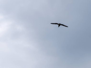 Bir kuş bulutlu bir gökyüzünde uçuyor. Bulutlu, gri gökyüzü. Beyaz kuş bulutların altında uçuyor.