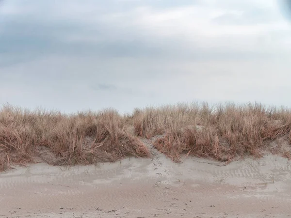 Des Fourrés Sur Rivage Sous Ciel Nuageux Végétation Côtière Paysage — Photo