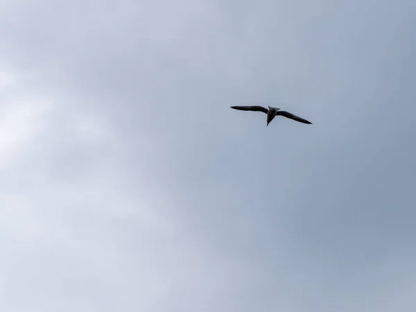 Одна Птица Летит Облачном Небе Пасмурное Серое Небо Белая Птица — стоковое фото