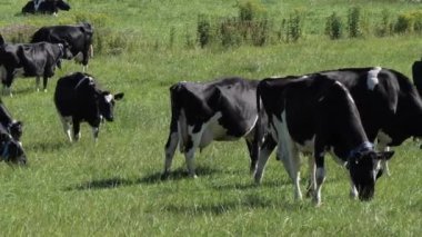 Birkaç inek yeşil bir çayırda otluyor. Çiftlik hayvanları. Bedava otlayan inekler. Sığırlar otlakta ot yer..