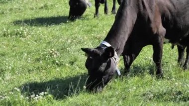 Güneşli bir yaz gününde bir siyah inek tarlada ot yer. Otlaktaki sığırlar. İnek çiğneme.