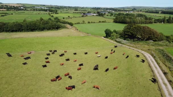 Krowy Kołyszą Się Zielonej Łące Słoneczny Letni Dzień Widok Góry — Wideo stockowe