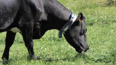 Güneşli bir yaz gününde bir siyah inek tarlada ot yer. Otlaktaki sığırlar. İnek çiğneme, yakın plan..