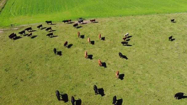 Troupeau Paître Sur Champ Ferme Clôturé Bovins Pâturage Gratuit Ferme — Video