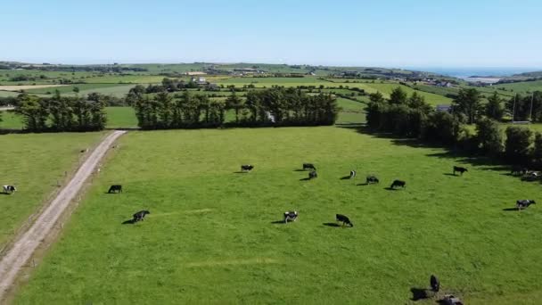 여름날 목초지에서 아일랜드 남부에서 — 비디오