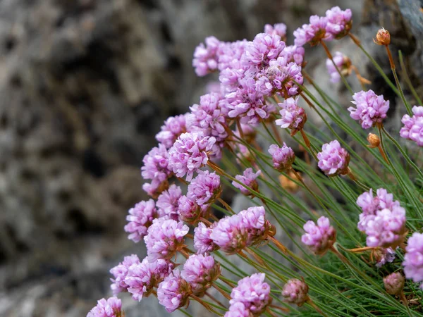 Taşlarda Büyüyen Küçük Mor Çiçekler Güzel Bir Bitki Kır Çiçekleri — Stok fotoğraf