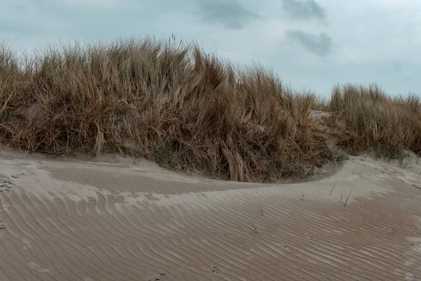 Κοχύλια Στην Ακτή Παράκτια Βλάστηση Τοπίο Γρασίδι Στην Άμμο — Φωτογραφία Αρχείου