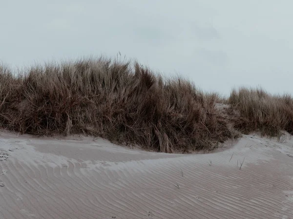 Πυκνότητα Ακτή Παράκτια Βλάστηση Τοπίο Γρασίδι Στην Άμμο — Φωτογραφία Αρχείου