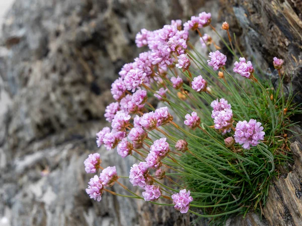 Küçük Mor Çiçekler Büyüyor Taşlar Güzel Bir Bitki — Stok fotoğraf