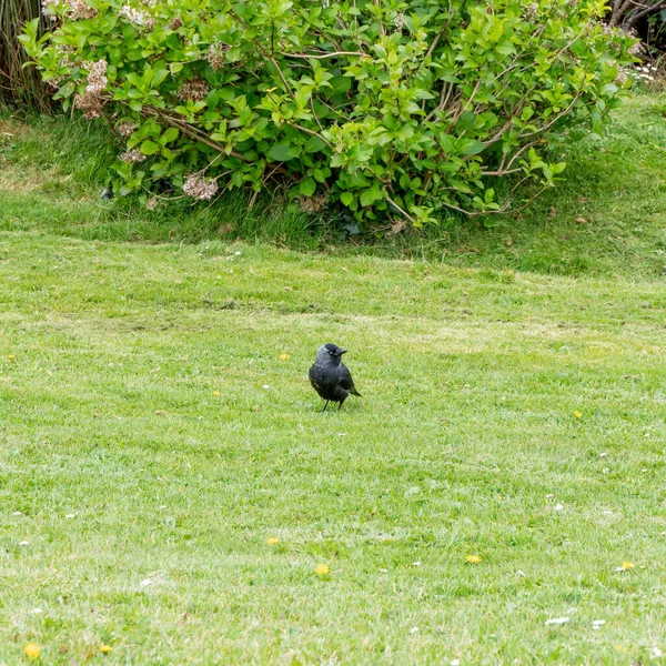 Corvo Preto Num Relvado Verde Pássaro Preto Campo Grama Verde — Fotografia de Stock