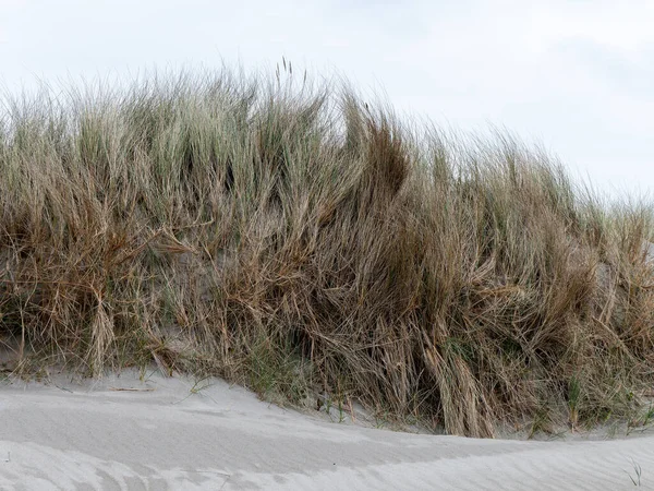 Πυκνότητα Ακτή Παράκτια Βλάστηση Τοπίο Γρασίδι Άμμος — Φωτογραφία Αρχείου