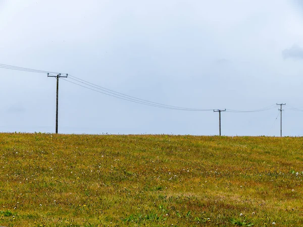 Полюса Линии Электропередач Полевые Травы Цветы Пейзаж — стоковое фото