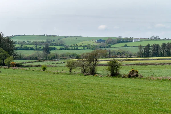 アイルランドの緑の丘 アイルランド島の南にある絵のような田園地帯 — ストック写真