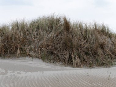 Bulutlu bir gökyüzünün altında kumlu deniz kıyısındaki kuru çimen çalıları. Kıyı bitkileri, manzara, çimenler..
