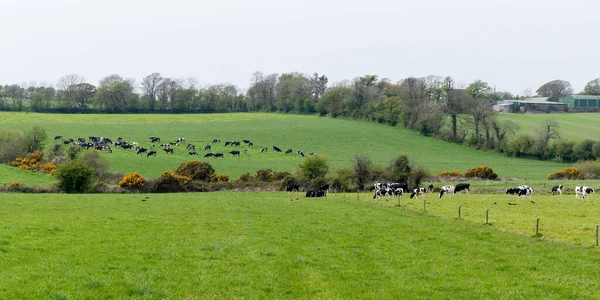 Kühe Grasen Auf Einer Grünen Wiese Die Grünen Hügel Irlands — Stockfoto