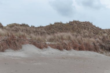 Bulutlu bir gökyüzünün altında kumlu deniz kıyısındaki kuru çimen çalıları. Kıyı bitki örtüsü, manzara.