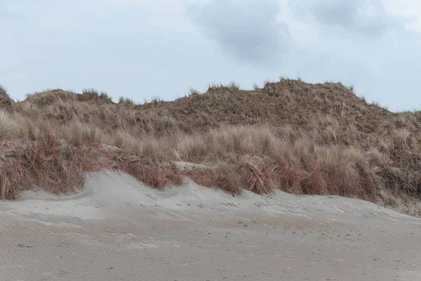 Bulutlu bir gökyüzünün altında kumlu deniz kıyısındaki kuru çimen çalıları. Kıyı bitki örtüsü, manzara.