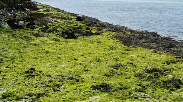 干潮時には海岸岩が藻で覆われる — ストック写真
